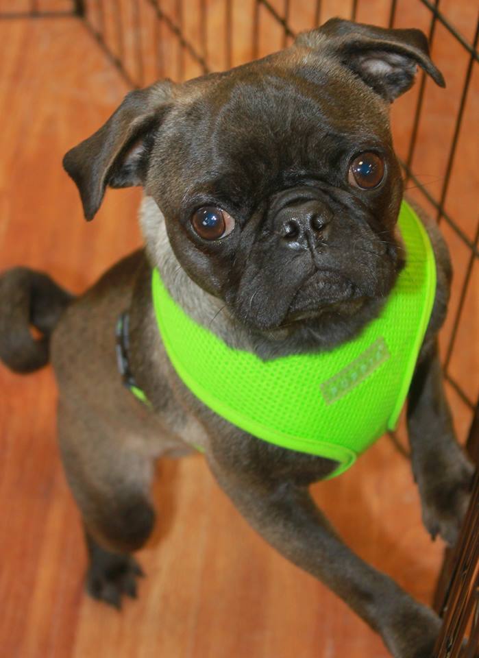 RAY – Under My Wing Pug Rescue