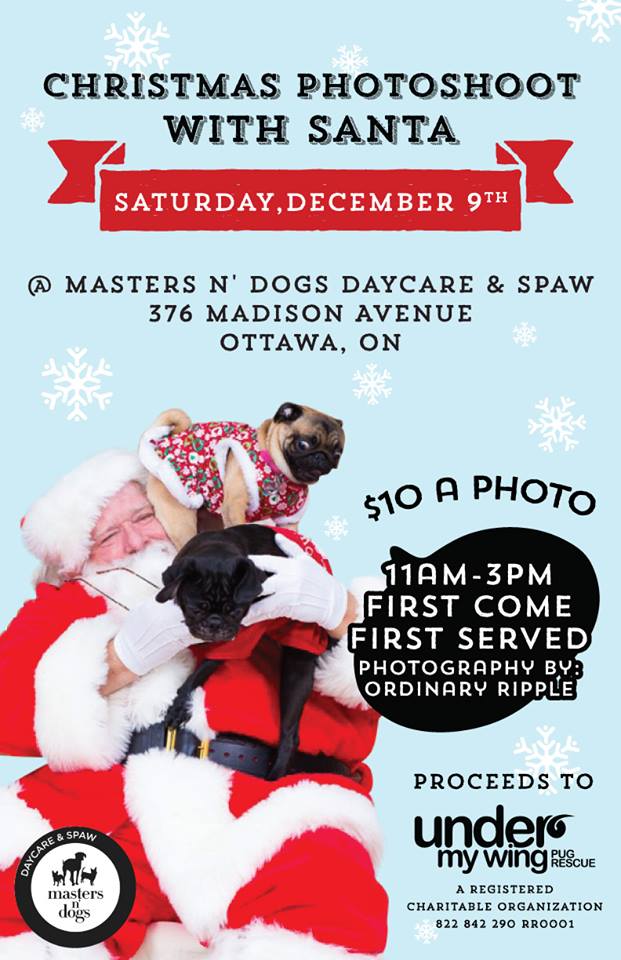 CHRISTMAS PHOTOSHOOT WITH SANTA – Under My Wing Pug Rescue