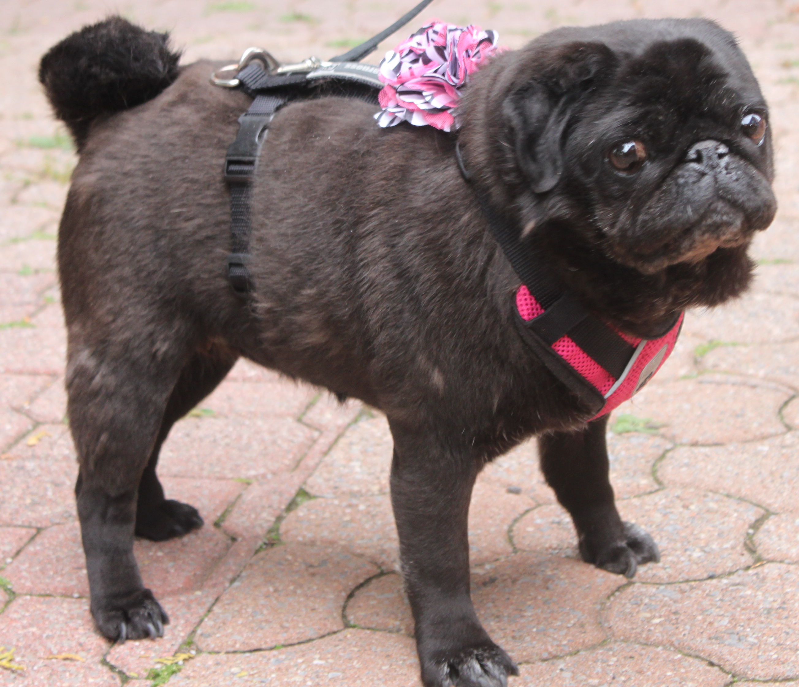 PEPPER – Under My Wing Pug Rescue