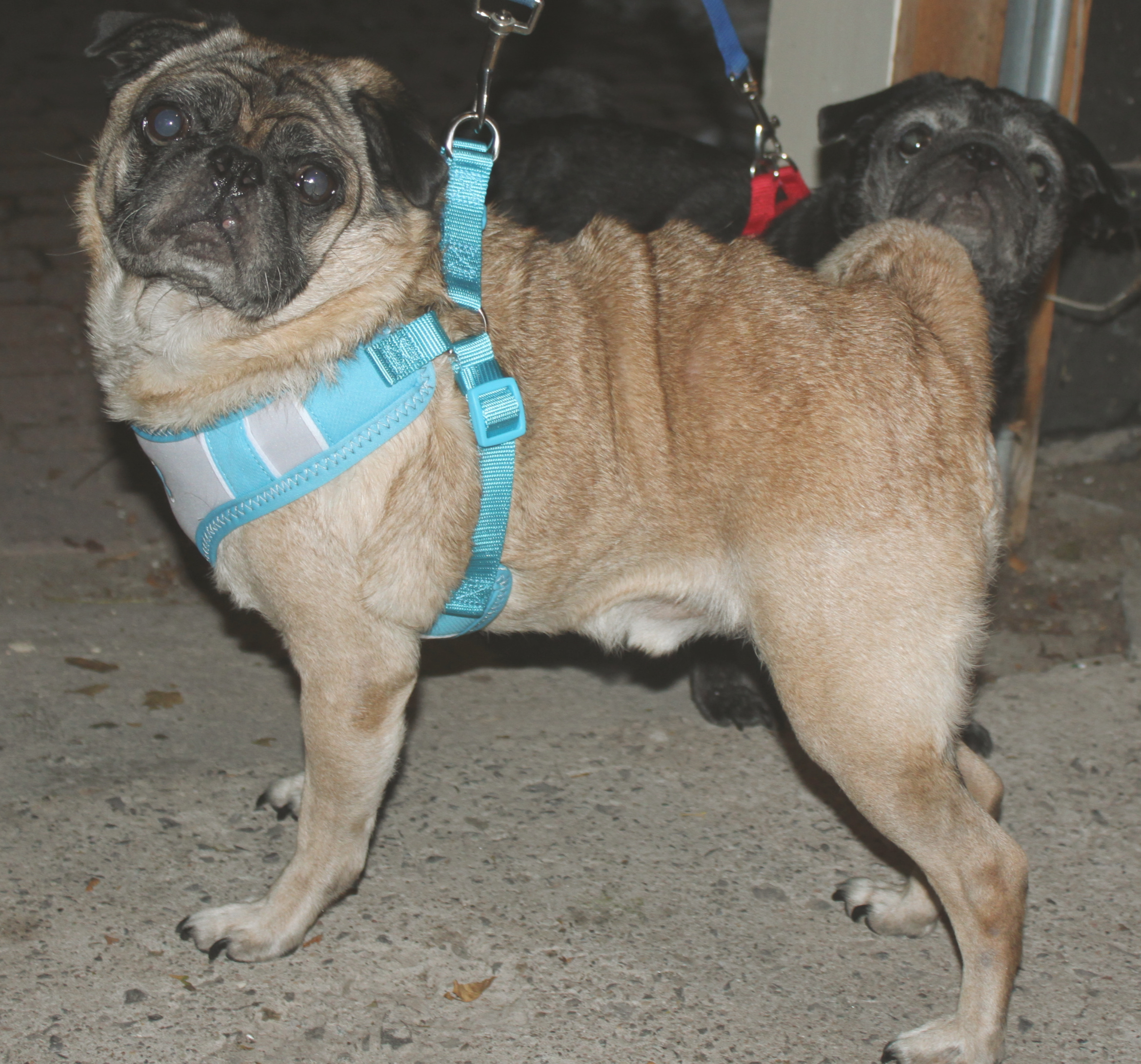 Successful Adoption – Page 2 – Under My Wing Pug Rescue